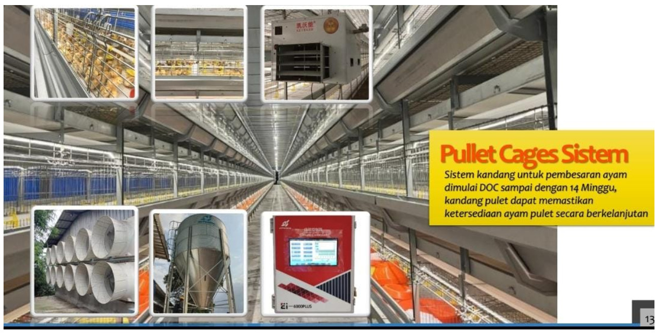 Cages pullet