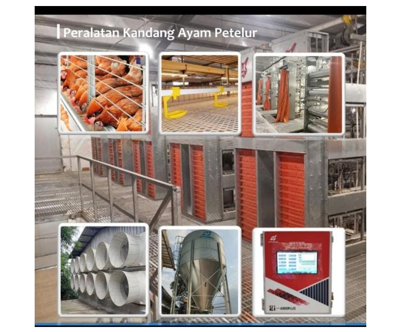 Cages Laying